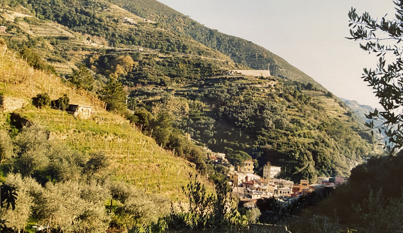 Vineyard concepts, original vision