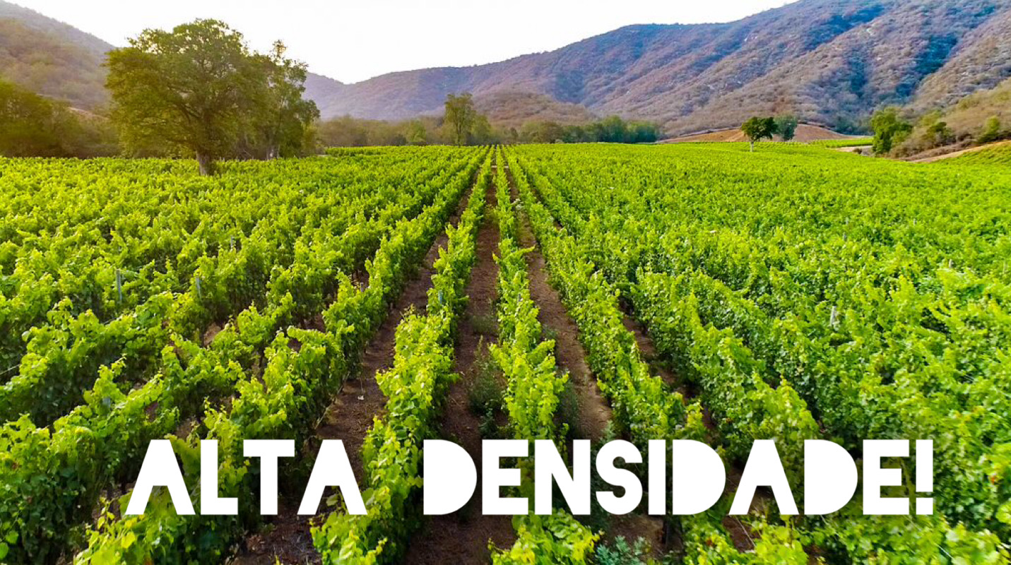 VINHOS DE ALTA DENSIDADE