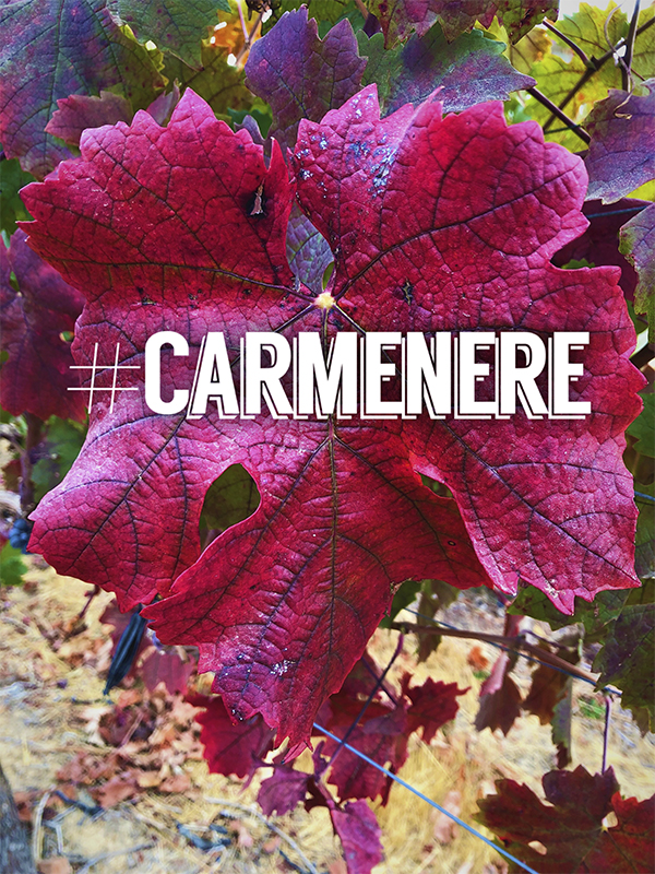 Carmenere ¿Maipo o Colchagua?