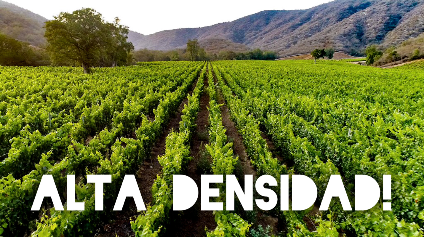 High Density Vineyards