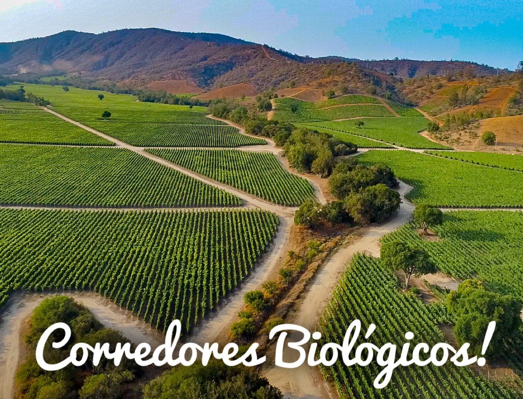 Corredores Biológicos y de Conservación en las Viñas