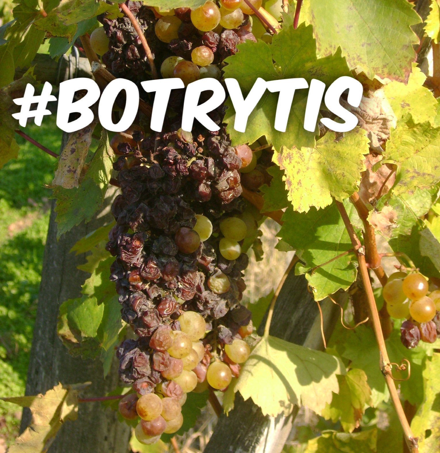 A hombros de Gigantes – Golden Harvest