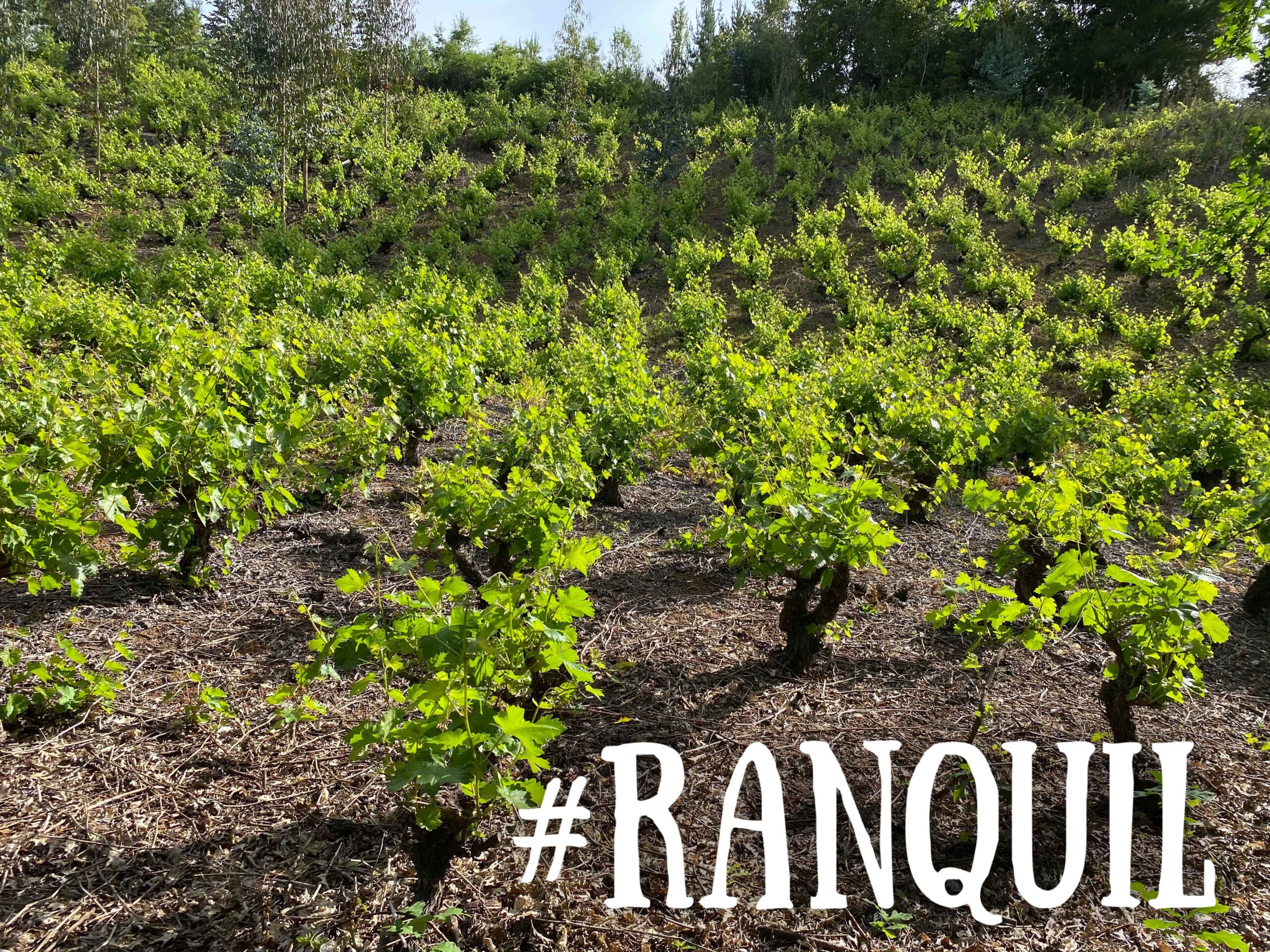 Ranquil: Esculpiendo Vinos