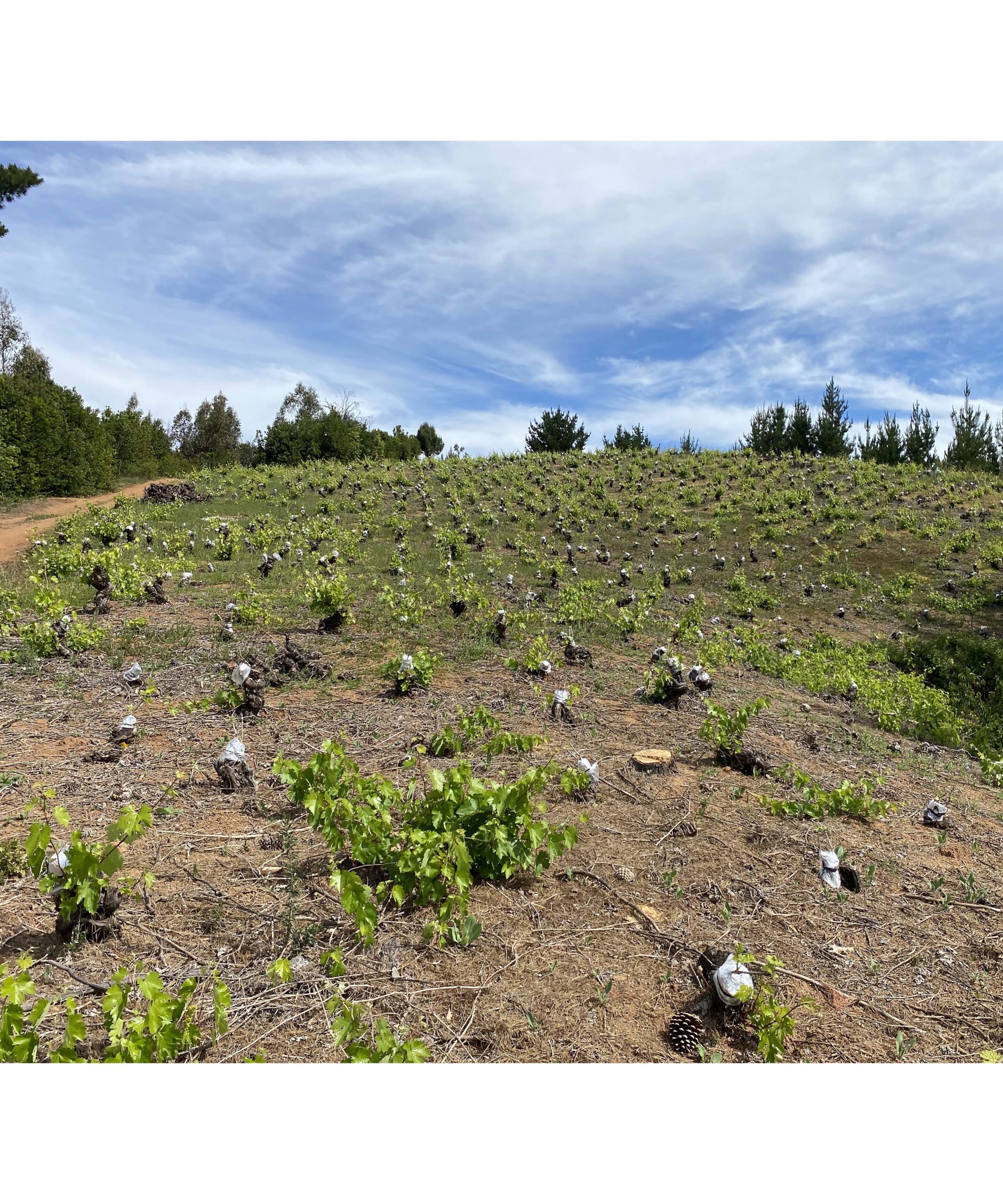 Injertando sobre antiguas parras en el Valle del Itata