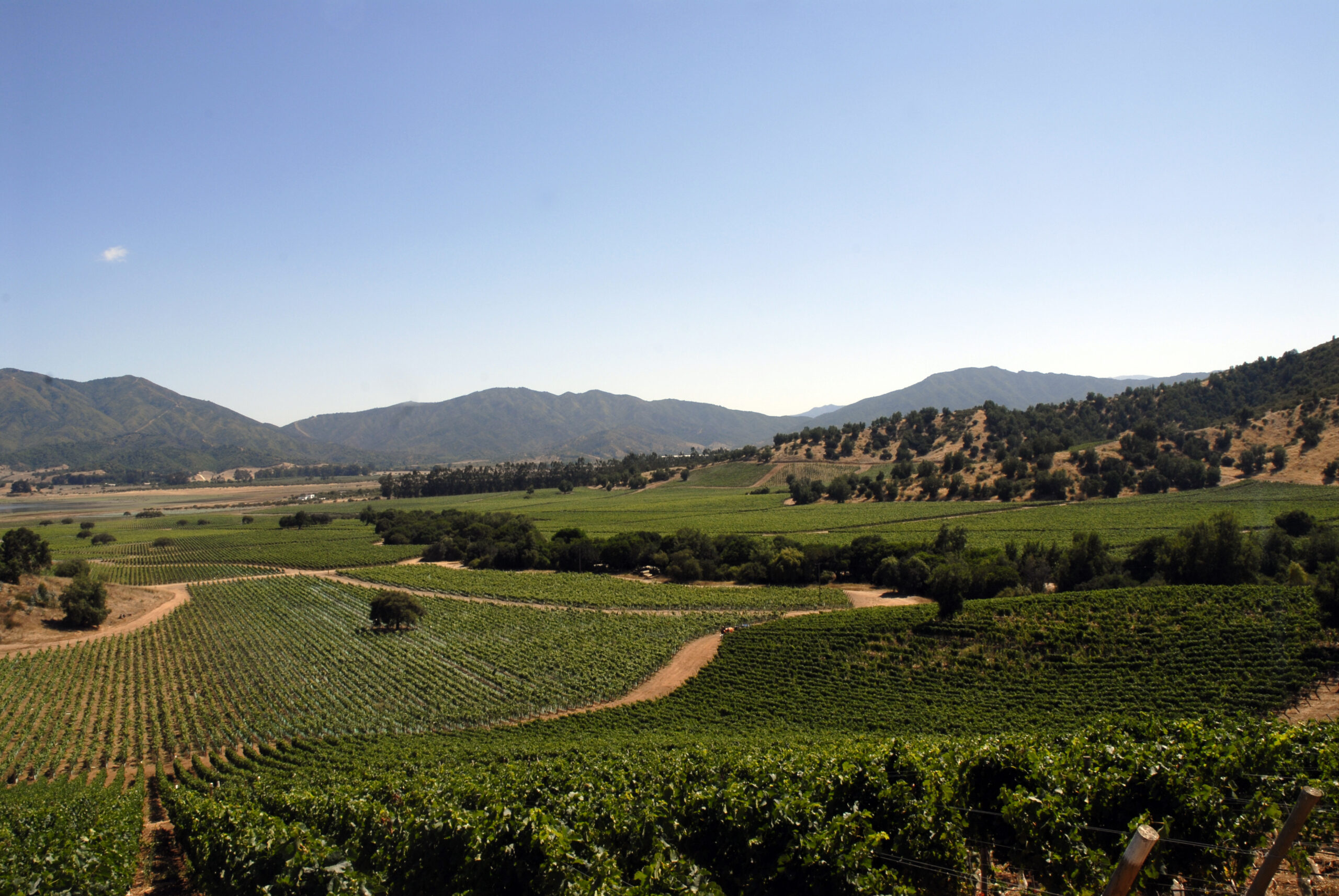 Valle de Casablanca – Anticipo de Informe de Cosecha 2021