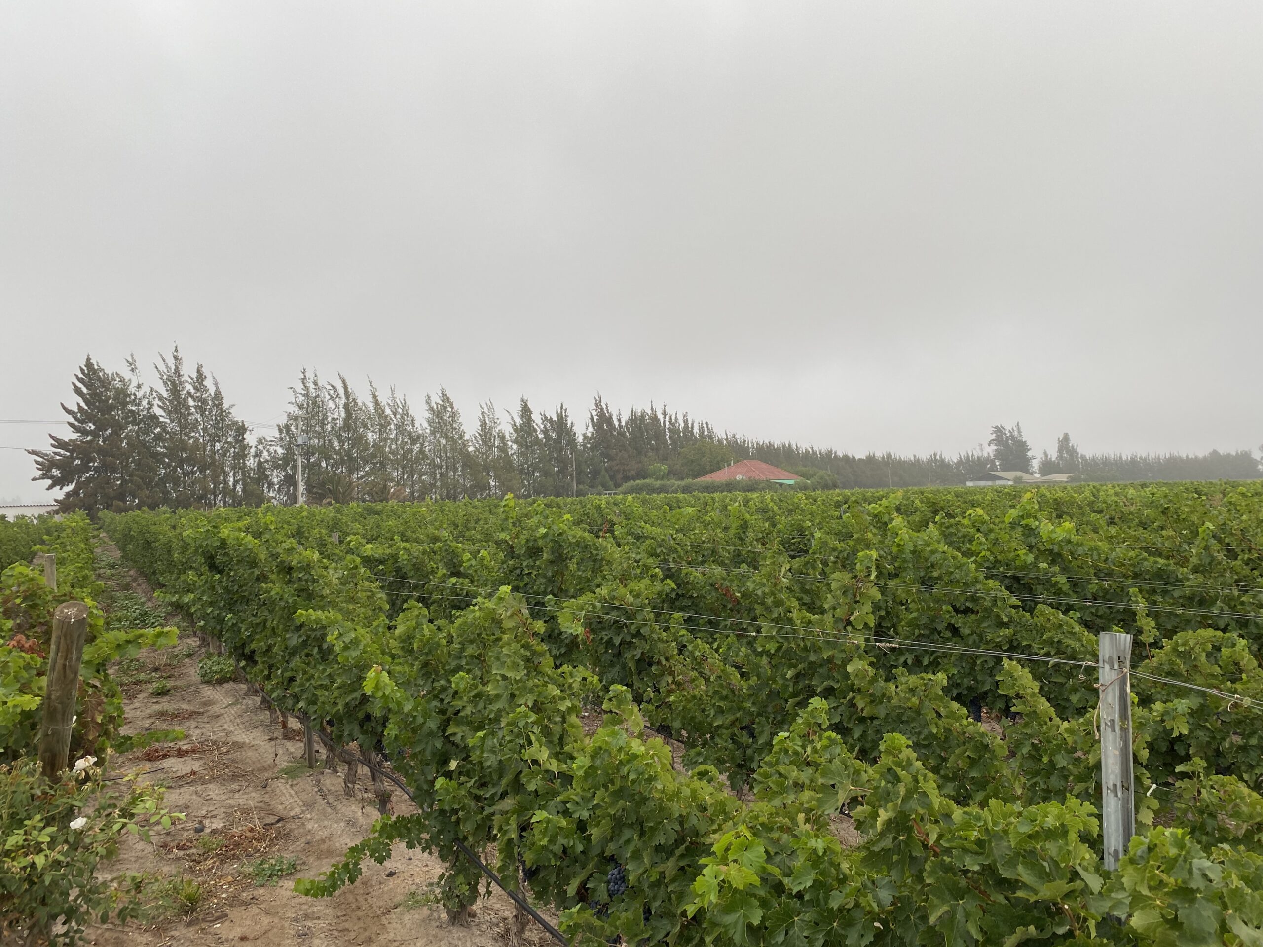 Inesperadas lluvias de verano cayeron en las principales zonas de viñedos de Chile