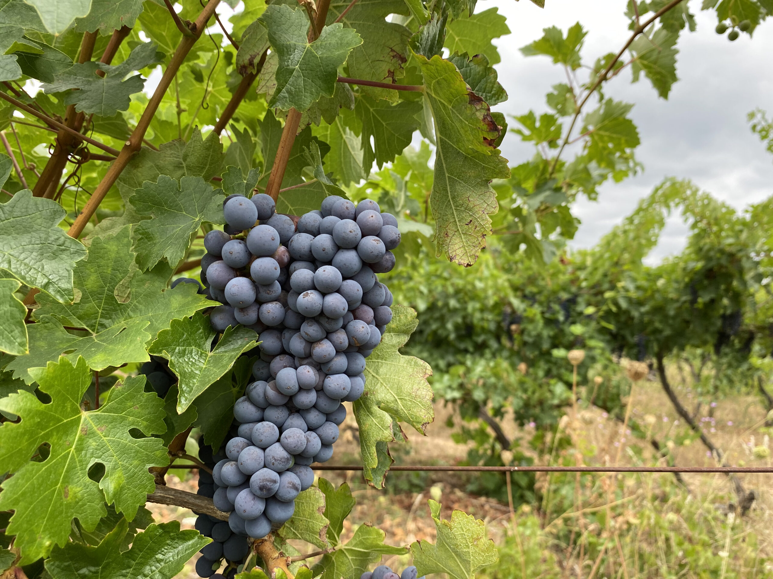 Anticipo de Vendimia 2021 – Valle del Maule