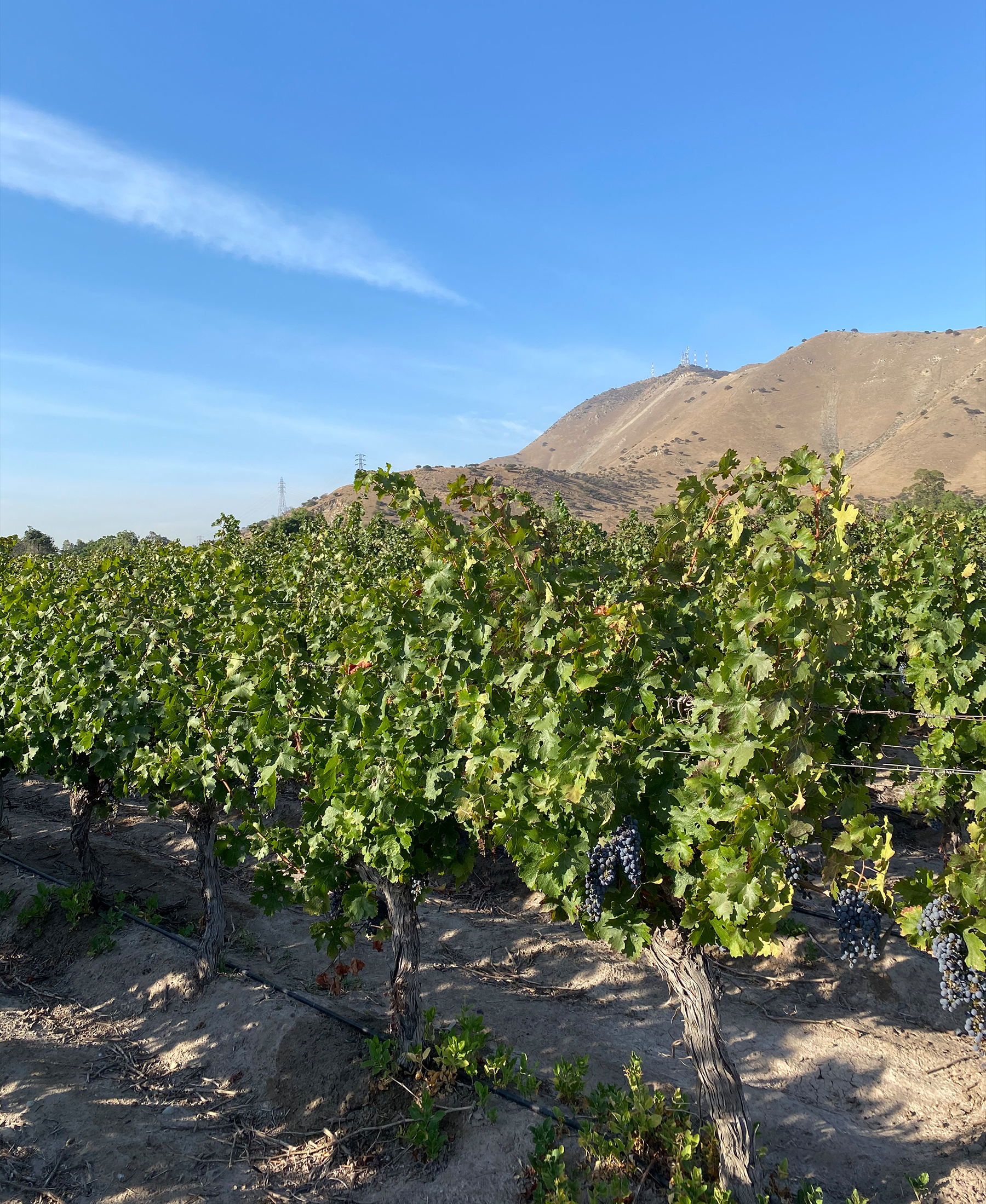 Valle del Maipo Anticipo de Vendimia 2021