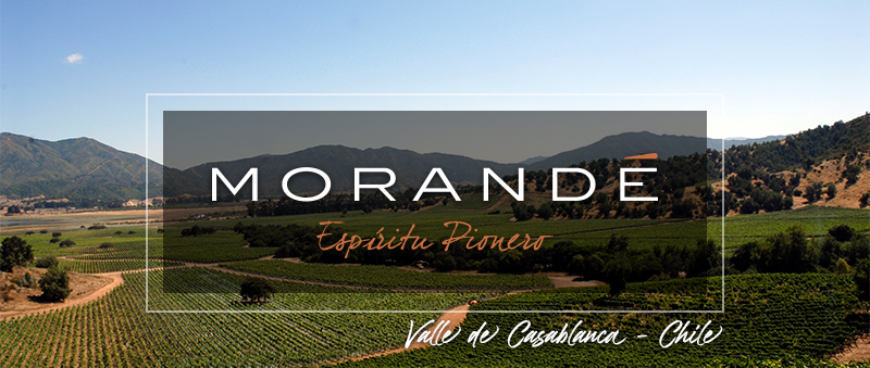 Valle de Casablanca, el fecundo valle de vinos blancos y espumantes