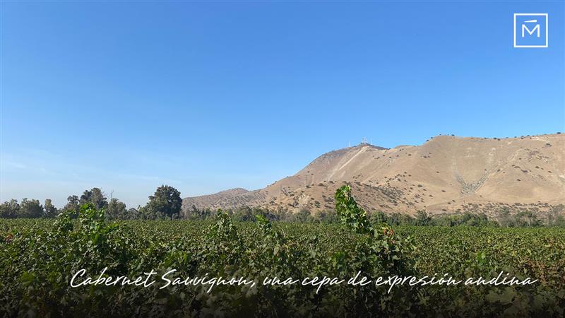 CABERNET SAUVIGNON, A VARIETY OF ANDEAN EXPRESSION
