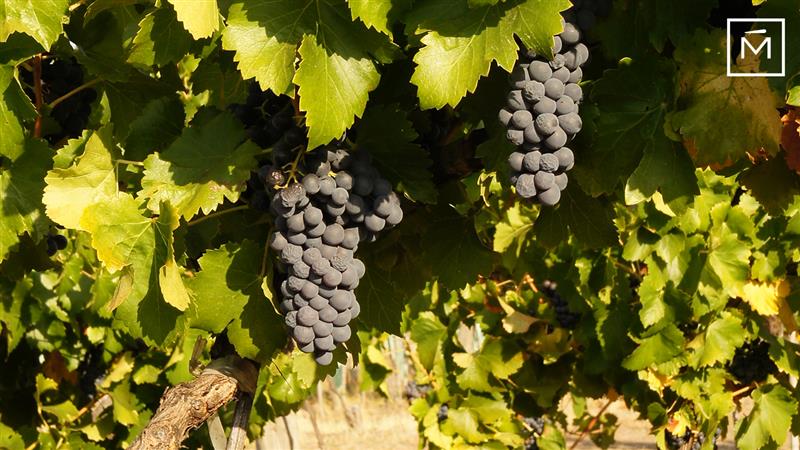 The Emergence of Garnacha