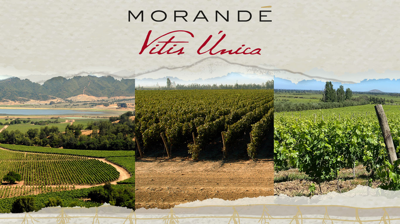 Los terroirs de Vitis Única