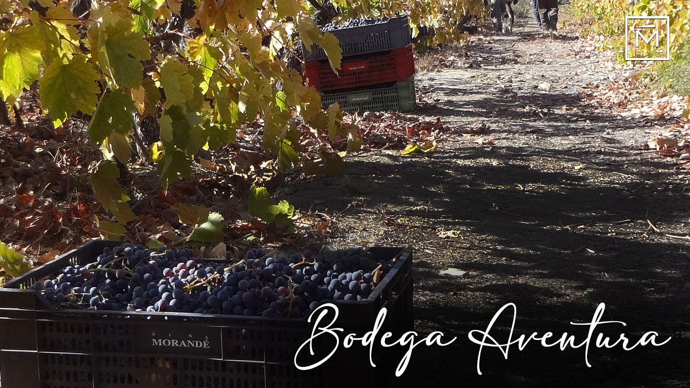 Bodega Aventura en plena vendimia 2023