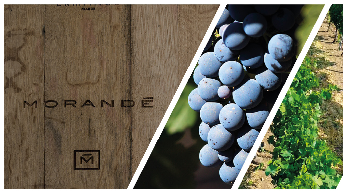 Una peculiar cosecha 2023