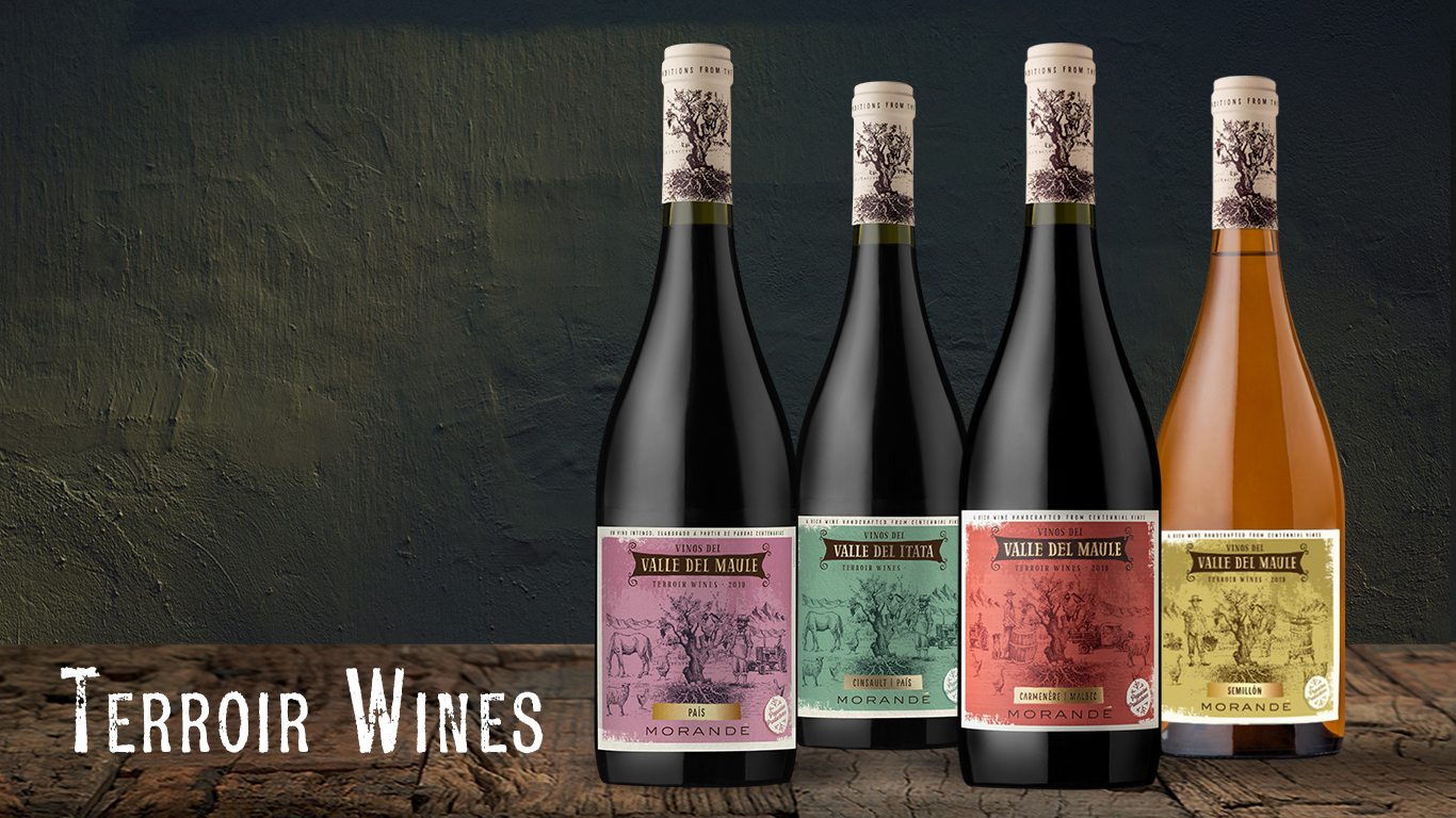 Terroir Wines, identidad y expresión de Viña Morandé