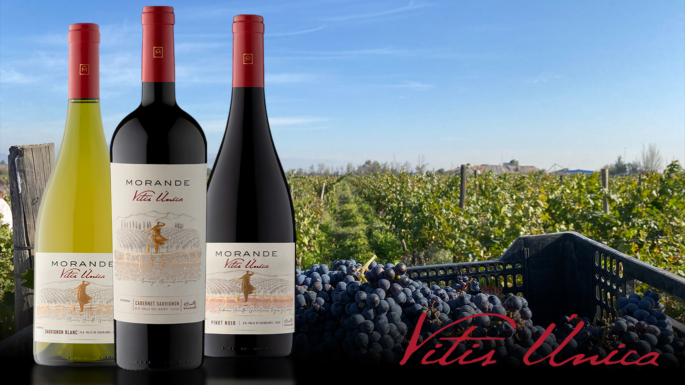 El terroir del Maipo y su influencia en Vitis Única