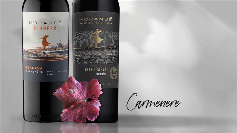 Carmenère, el redescubrimiento de una cepa emblemática