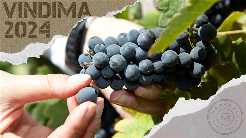 Vendimia 2024: Una cosecha desafiante
