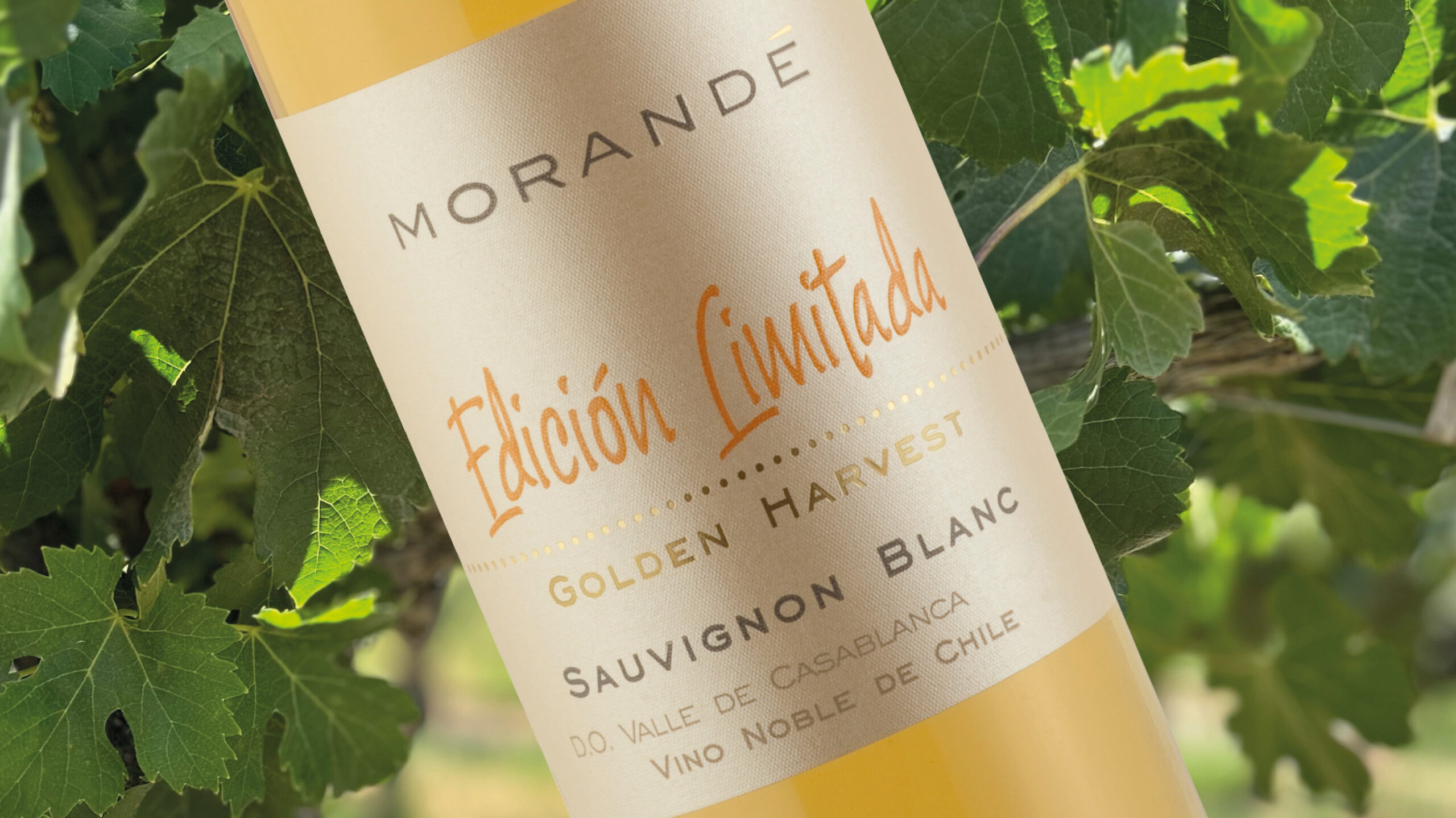 Golden Harvest: Un Hito en la Innovación de Viña Morandé
