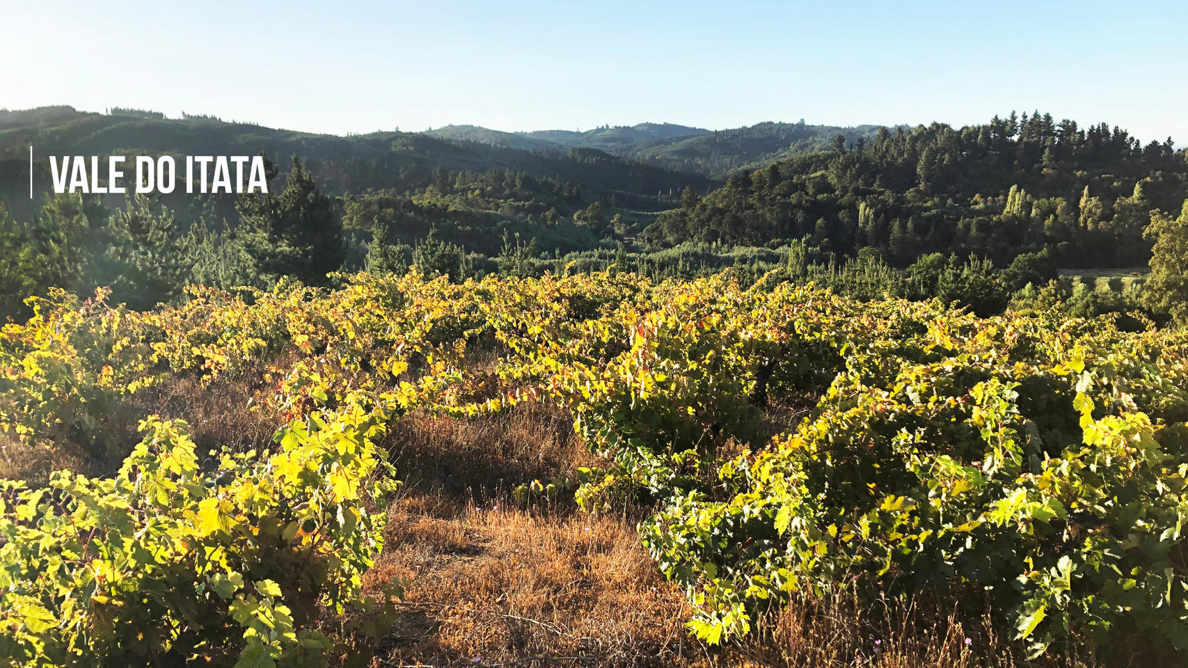 Vale do Itata: história e tradição do vinho chileno