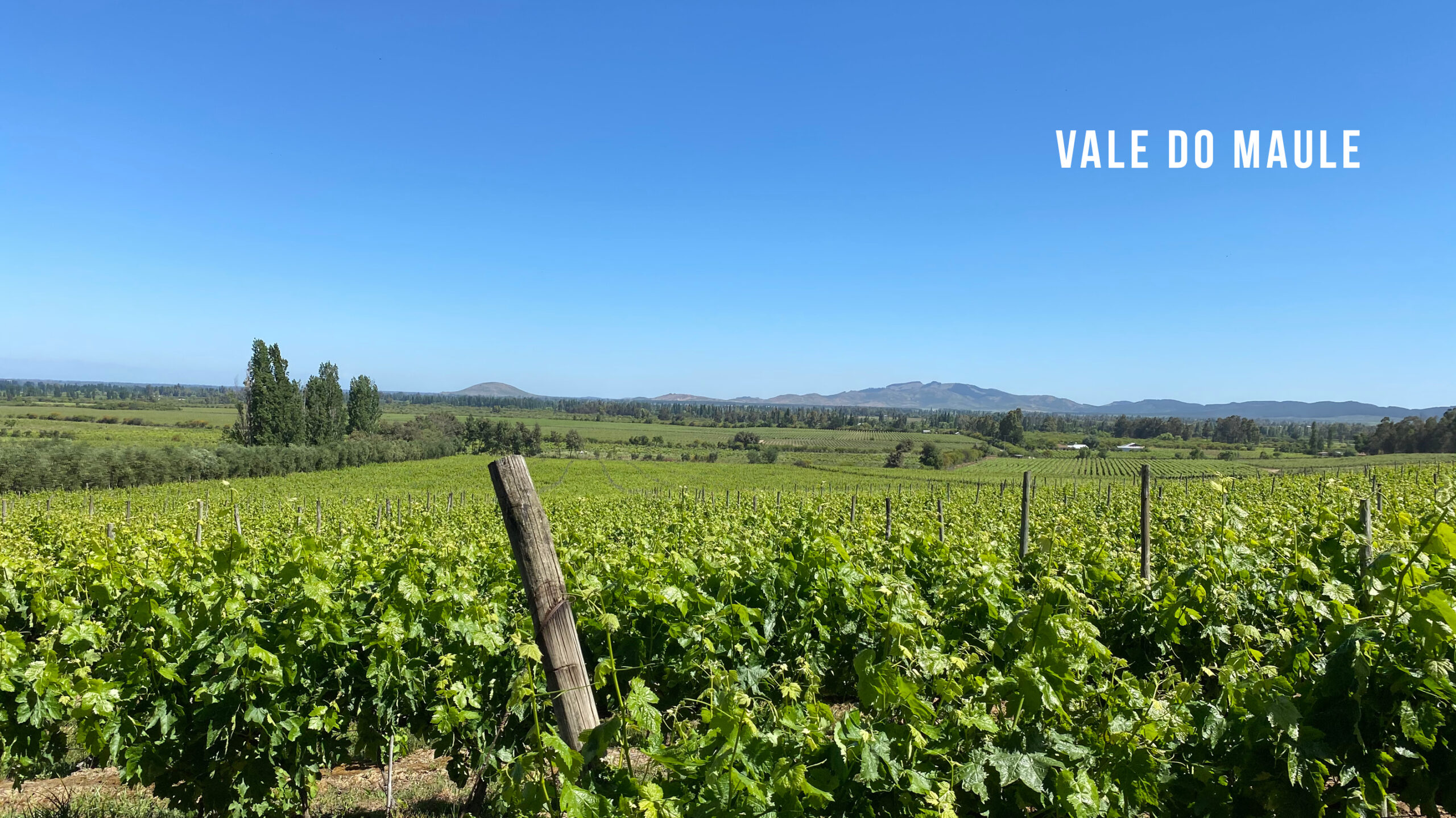 VALE DO MAULE: DIVERSIDADE NATURAL E EXPRESSÃO DE TERROIR