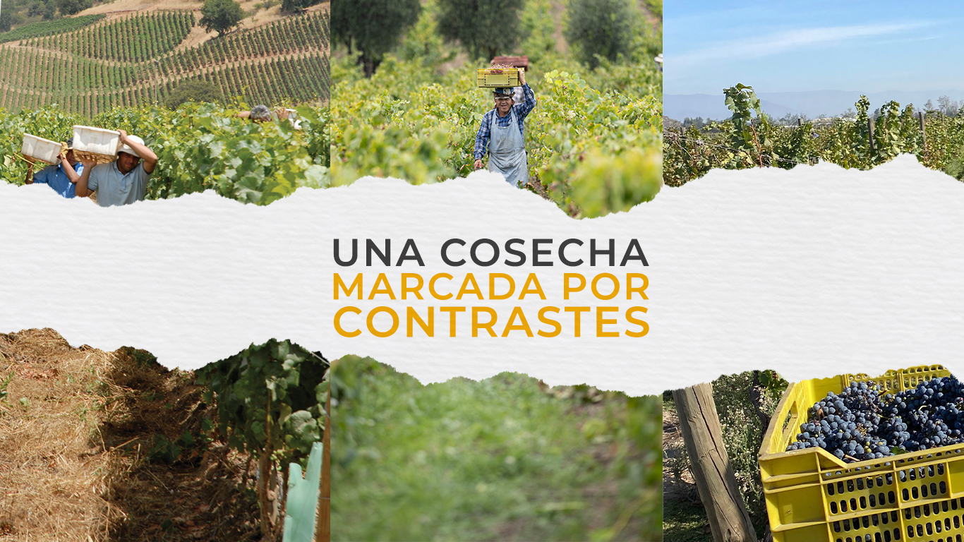 Vendimia 2025 | Una cosecha marcada por contrastes