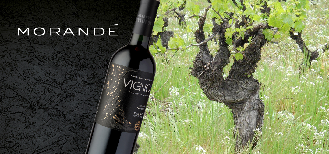 EL EXITOSO CAMINO DE VIGNO