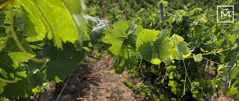 Vendimia 2022: apuntando al momento preciso