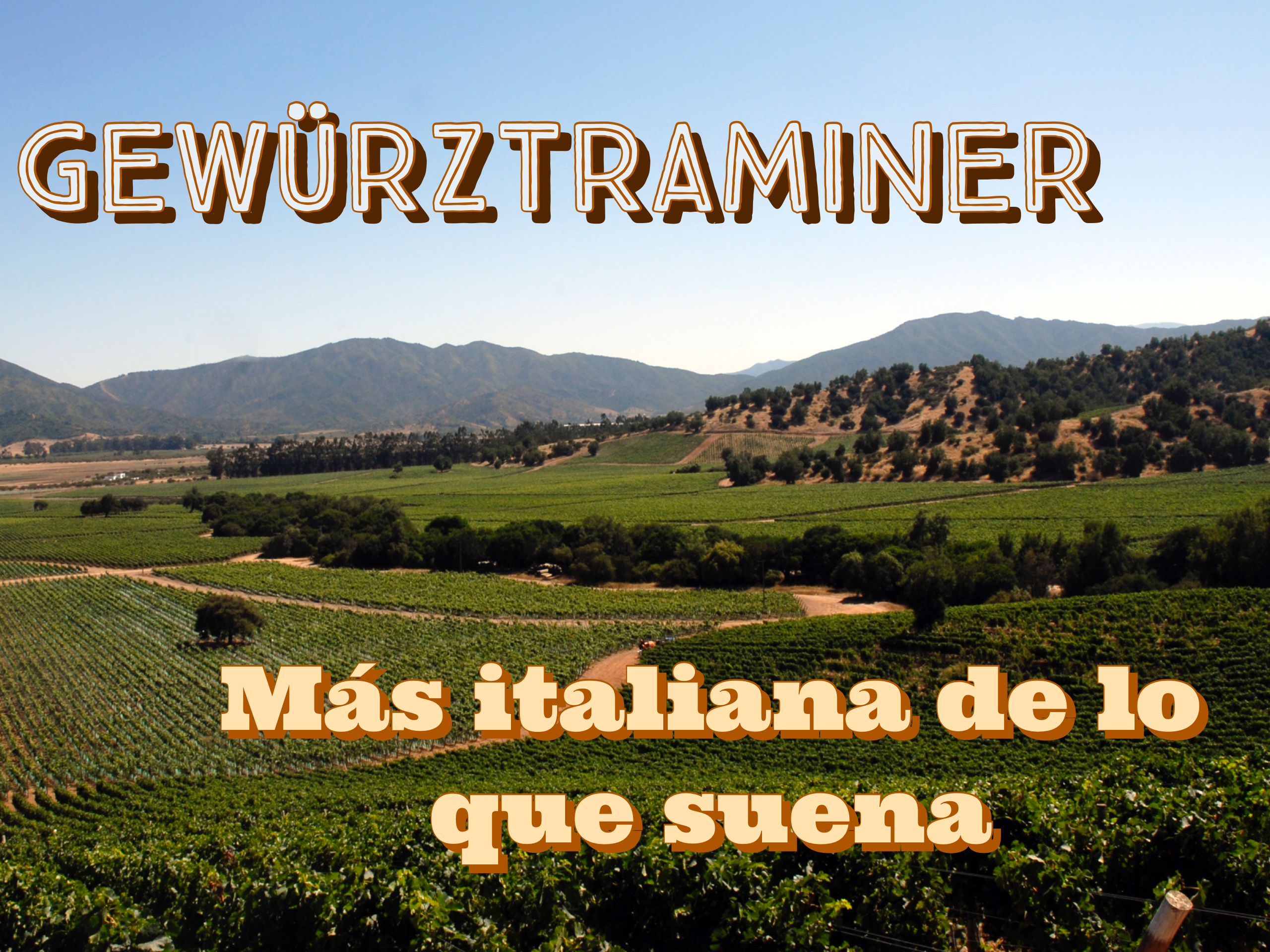 Gewürztraminer – Variedad Ladina