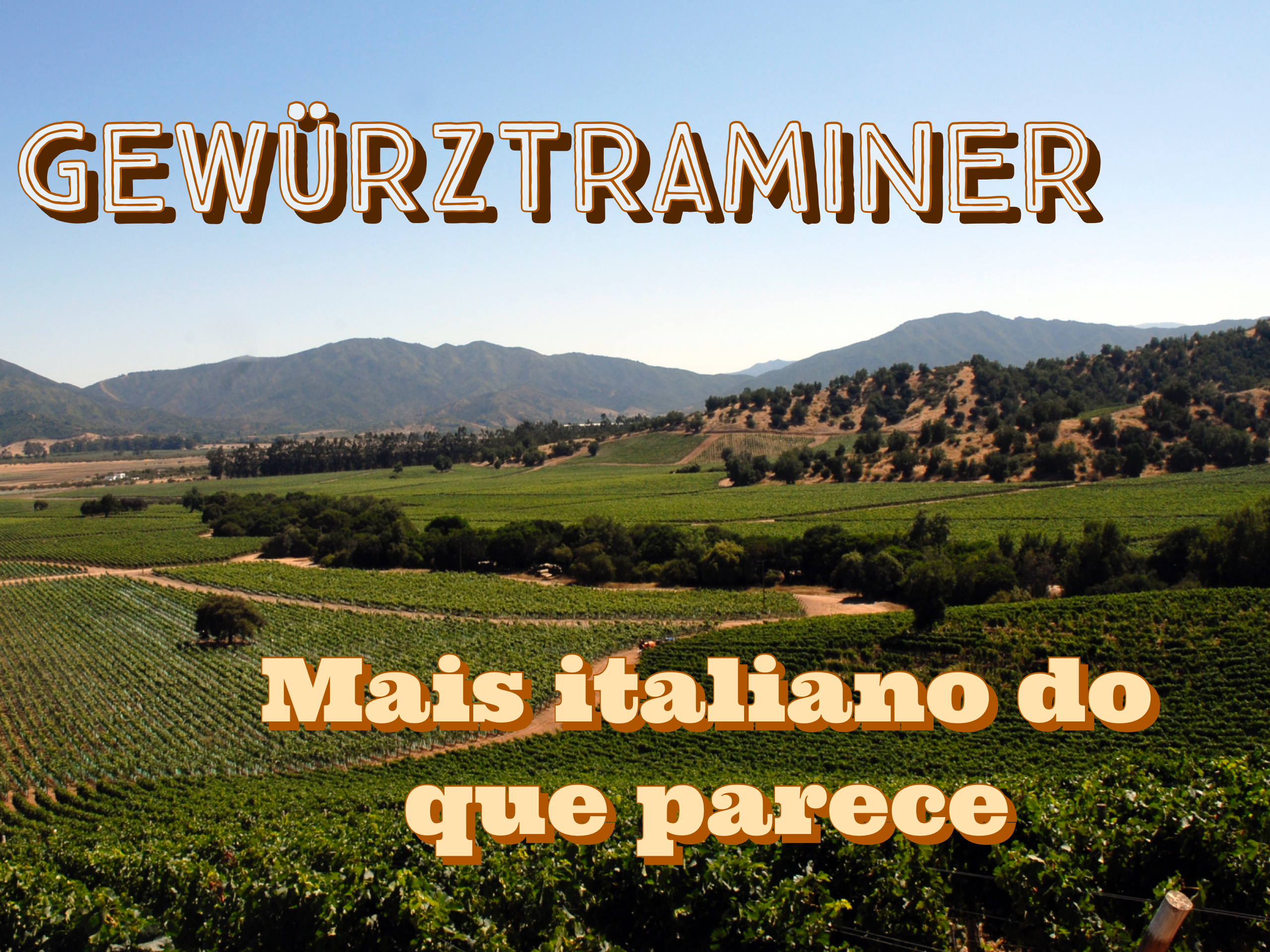 Variedade Ladina – Gewürztraminer