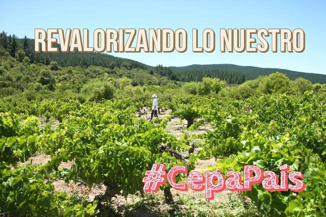 PAÍS – Not by Cabernet alone does man live