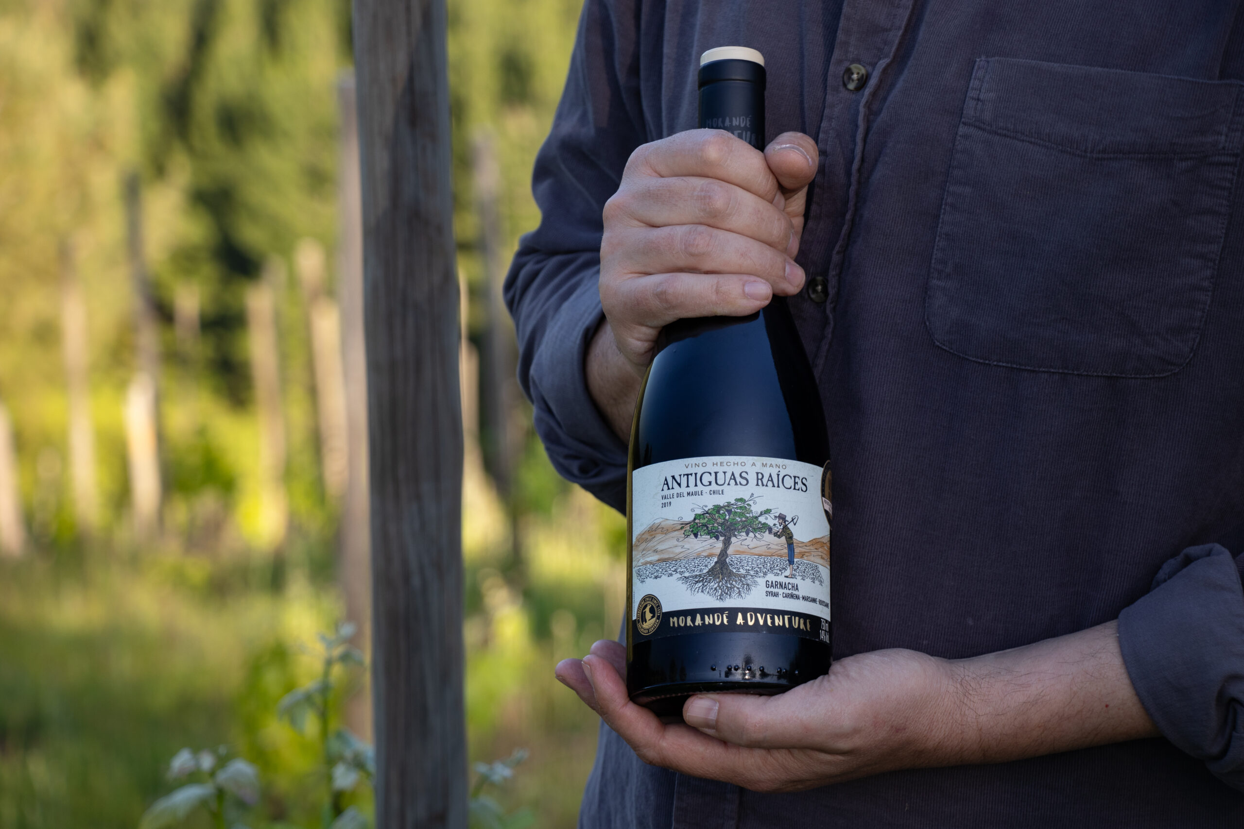 MORANDÉ ADVENTURE ANTIGUAS RAÍCES: UN HOMENAJE A LAS VIÑAS VIEJAS DEL MAULE